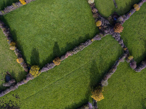 Luchtfoto van de Maasheggen. (Foto: Valentijn te Plate, Vereniging Nederlands Cultuurlandschap)