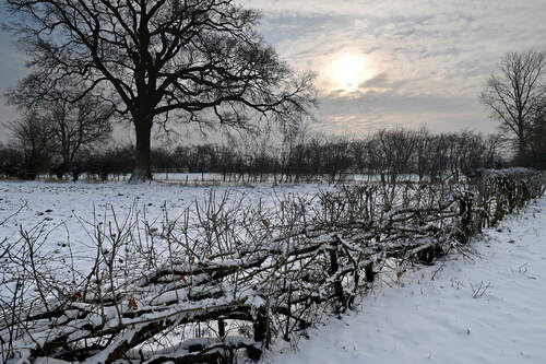 Gevlochten Maasheggen in de winter. (Foto: Valentijn te Plate, Vereniging Nederlands Cultuurlandschap)